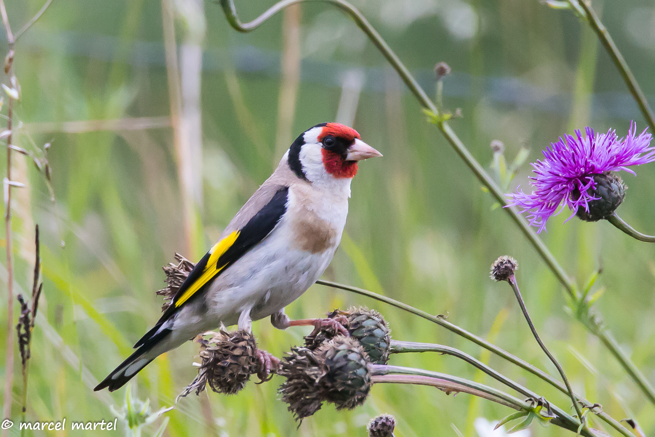 Oiseaux du jardin public de Saint-omer